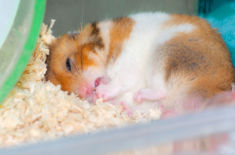 品川区にて爬虫類などペットの霊園は手頃な料金設定で承ります